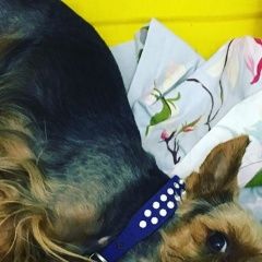 Подробнее об объявлении «Ставрополь Пропала собака кобель» Фото: пропала собака Йоркширский терьер «Ставрополь Пропала собака кобель» в г. Ставрополь