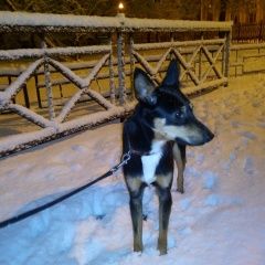 Подробнее об объявлении «Пропала собака кобель Санкт-Петербург» Фото: пропала собака  «Пропала собака кобель Санкт-Петербург» в г. Санкт-Петербург