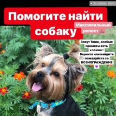 Подробнее об объявлении «Челябинск Пропала собака кобель йоркширский терьер» Фото: пропала собака Йоркширский терьер «Челябинск Пропала собака кобель йоркширский терьер» в г. Челябинск