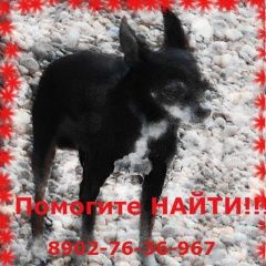 Подробнее об объявлении «Пропала собака кобель помогите найти    Ангарск» Фото: пропала собака Той-терьер «Пропала собака кобель помогите найти    Ангарск» в г. Ангарск