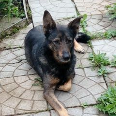 Подробнее об объявлении «Пропала собака кобель Чехов» Фото: пропала собака  «Пропала собака кобель Чехов» в г. Чехов