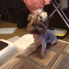 Подробнее об объявлении «Пропала собака девочка Королев» Фото: пропала собака Йоркширский терьер «Пропала собака девочка Королев» в г. Королев