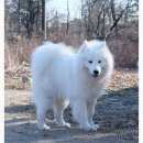 Подробнее об объявлении «Зеленоградск Пропала собака кобель» Фото: пропала собака Самоедская лайка «Зеленоградск Пропала собака кобель» в г. Зеленоградск