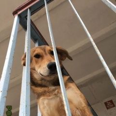 Подробнее об объявлении «Краснодар Пропала собака помогите» Фото: пропала собака  «Краснодар Пропала собака помогите» в г. Краснодар