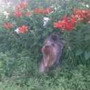 Подробнее об объявлении «Миасс Пропала собака кобель йоркширский терьер» Фото: пропала собака Йоркширский терьер «Миасс Пропала собака кобель йоркширский терьер» в г. Миасс