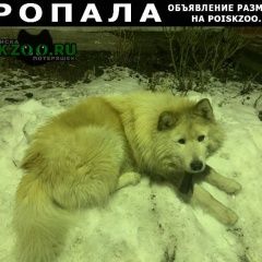 Подробнее об объявлении «Пропала собака кобель Владикавказ» Фото: пропала собака Самоедская лайка «Пропала собака кобель Владикавказ» в г. Владикавказ