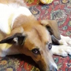 Подробнее об объявлении «Конаково Пропала собака» Фото: пропала собака  «Конаково Пропала собака» в г. Конаково