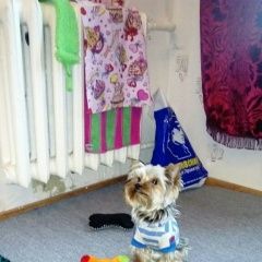 Подробнее об объявлении «Пропала собака кобель йорк Санкт-Петербург» Фото: пропала собака Йоркширский терьер «Пропала собака кобель йорк Санкт-Петербург» в г. Санкт-Петербург