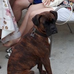 Подробнее об объявлении «Анапа Пропала собака» Фото: пропала собака  «Анапа Пропала собака» в г. Анапа