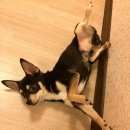 Подробнее об объявлении «Тюмень Пропала собака кобель» Фото: пропала собака Той-терьер «Тюмень Пропала собака кобель» в г. Тюмень