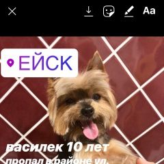 Подробнее об объявлении «Ейск Пропала собака кобель йорк василек 10 лет» Фото: пропала собака Йоркширский терьер «Ейск Пропала собака кобель йорк василек 10 лет» в г. Ейск