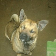 Подробнее об объявлении «Бор Пропала собака кобель маленький песик» Фото: пропала собака  «Бор Пропала собака кобель маленький песик» в г. Бор