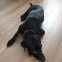 Подробнее об объявлении «Пропала собака кобель Королев» Фото: пропала собака Лабрадор ретривер «Пропала собака кобель Королев» в г. Королев