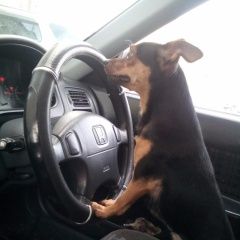 Подробнее об объявлении «Пропала собака кобель тойчик по кличке чарли. Ангарск» Фото: пропала собака Той-терьер «Пропала собака кобель тойчик по кличке чарли....» в г. Ангарск