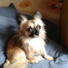 Подробнее об объявлении «Климовск Пропала собака кобель» Фото: пропала собака Чихуахуа «Климовск Пропала собака кобель» в г. Климовск