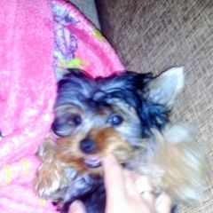 Подробнее об объявлении «Пропала собака кобель йоркширский терьер, мальчик Ангарск» Фото: пропала собака Йоркширский терьер «Пропала собака кобель йоркширский терьер,...» в г. Ангарск