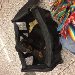 Подробнее об объявлении «Пропала собака кобель трасса м4 дон Москва» Фото: пропала собака Такса «Пропала собака кобель трасса м4 дон Москва» в г. Москва