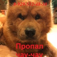 Подробнее об объявлении «Пропала собака кобель Троицк» Фото: пропала собака Чау-чау «Пропала собака кобель Троицк» в г. Троицк