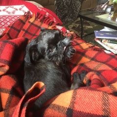 Подробнее об объявлении «Пропала собака кобель Санкт-Петербург» Фото: пропала собака  «Пропала собака кобель Санкт-Петербург» в г. Санкт-Петербург