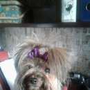 Подробнее об объявлении «Пропала собака йорк стандарт Электросталь» Фото: пропала собака Йоркширский терьер «Пропала собака йорк стандарт Электросталь» в г. Электросталь