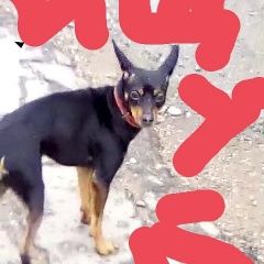 Подробнее об объявлении «Пропала собака кобель срочно Хабаровск» Фото: пропала собака Русский той-терьер «Пропала собака кобель срочно Хабаровск» в г. Хабаровск