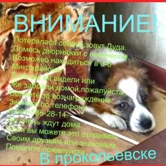 Подробнее об объявлении «Прокопьевск Пропала собака пожалуйста помогите» Фото: пропала собака  «Прокопьевск Пропала собака пожалуйста помогите» в г. Прокопьевск