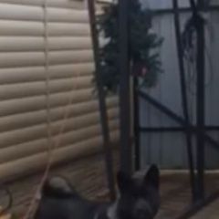 Подробнее об объявлении «Пропала собака кобель Дмитров» Фото: пропала собака Акита-ину «Пропала собака кобель Дмитров» в г. Дмитров