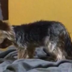 Подробнее об объявлении «Подольск Пропала собака кобель» Фото: пропала собака Йоркширский терьер «Подольск Пропала собака кобель» в г. Подольск