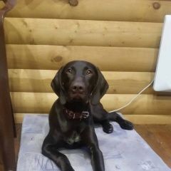 Подробнее об объявлении «Иваново Пропала собака кобель курцхаар шоколадного окраса кобель» Фото: пропала собака Курцхаар «Иваново Пропала собака кобель курцхаар...» в г. Иваново