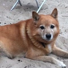 Подробнее об объявлении «Пропала собака кобель карелофинская лайка рыжий рич Чебоксары» Фото: пропала собака  «Пропала собака кобель карелофинская лайка рыжий...» в г. Чебоксары