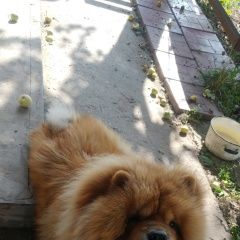 Подробнее об объявлении «Пропала собака кобель чау-чау в самаре Самара» Фото: пропала собака Чау-чау «Пропала собака кобель чау-чау в самаре Самара» в г. Самара