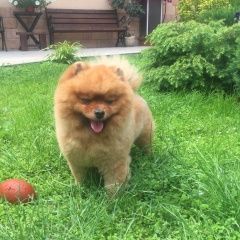 Подробнее об объявлении «Пропала собака померанский шпиц, молдовка Адлер» Фото: пропала собака Померанский шпиц «Пропала собака померанский шпиц, молдовка Адлер» в г. Адлер