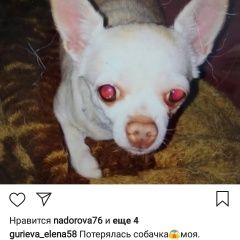 Подробнее об объявлении «Пенза Пропала собака» Фото: пропала собака Чихуахуа «Пенза Пропала собака» в г. Пенза