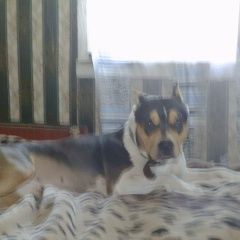 Подробнее об объявлении «Пропала собака Омск» Фото: пропала собака Американский стаффордширский терьер «Пропала собака Омск» в г. Омск