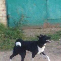 Подробнее об объявлении «Пропала собака кобель Смоленск» Фото: пропала собака  «Пропала собака кобель Смоленск» в г. Смоленск