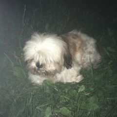 Подробнее об объявлении «Пропала собака кобель Набережные Челны» Фото: пропала собака Ши-тцу «Пропала собака кобель Набережные Челны» в г. Набережные Челны