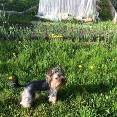 Подробнее об объявлении «Пропала собака кобель Кострома» Фото: пропала собака Йоркширский терьер «Пропала собака кобель Кострома» в г. Кострома