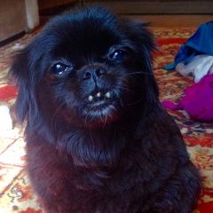 Подробнее об объявлении «Пропала собака Санкт-Петербург» Фото: пропала собака Японский хин «Пропала собака Санкт-Петербург» в г. Санкт-Петербург