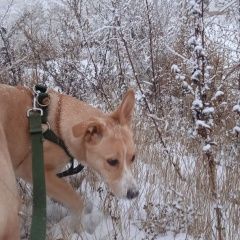 Подробнее об объявлении «Пропала собака Черногорск Хакасия» Фото: пропала собака  «Пропала собака Черногорск Хакасия» в г. Черногорск Хакасия