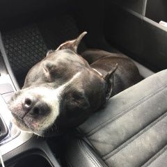 Подробнее об объявлении «Пропала собака кобель Санкт-Петербург» Фото: пропала собака Стаффордширский бультерьер «Пропала собака кобель Санкт-Петербург» в г. Санкт-Петербург