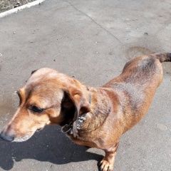 Подробнее об объявлении «Пропала собака кобель Самара» Фото: пропала собака Такса «Пропала собака кобель Самара» в г. Самара