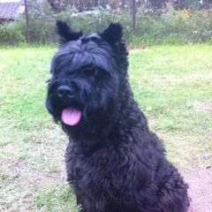 Подробнее об объявлении «Пропала собака кобель черный цвергшнауцер Санкт-Петербург» Фото: пропала собака Цвергшнауцер «Пропала собака кобель черный цвергшнауцер...» в г. Санкт-Петербург