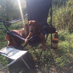 Подробнее об объявлении «Винница Пропала собака кобель» Фото: пропала собака Такса «Винница Пропала собака кобель» в г. Винница