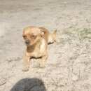 Подробнее об объявлении «Воронеж Пропала собака кобель» Фото: пропала собака Чихуахуа «Воронеж Пропала собака кобель» в г. Воронеж