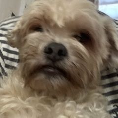 Подробнее об объявлении «Пропала собака кобель русская болонка кличка кекс Удельная» Фото: пропала собака  «Пропала собака кобель русская болонка кличка...» в г. Удельная