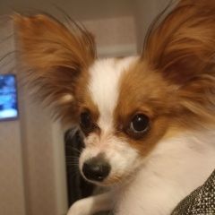 Подробнее об объявлении «Пропала собака кобель Екатеринбург» Фото: пропала собака Папильон ( папийон) «Пропала собака кобель Екатеринбург» в г. Екатеринбург