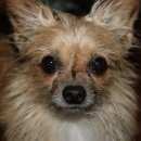 Подробнее об объявлении «Пропала собака кобель Санкт-Петербург» Фото: пропала собака Чихуахуа «Пропала собака кобель Санкт-Петербург» в г. Санкт-Петербург