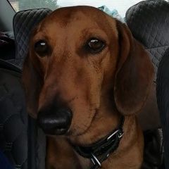 Подробнее об объявлении «Тогучин Пропала собака кобель» Фото: пропала собака Такса «Тогучин Пропала собака кобель» в г. Тогучин