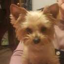 Подробнее об объявлении «Пропала собака кобель друг Санкт-Петербург» Фото: пропала собака Йоркширский терьер «Пропала собака кобель друг Санкт-Петербург» в г. Санкт-Петербург