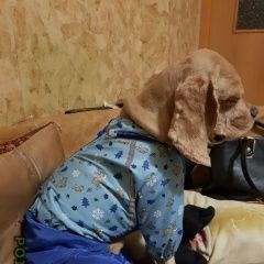 Подробнее об объявлении «Пропала собака кобель кокер спаниель мальчик. Зеленоград» Фото: пропала собака Американский кокер-спаниель «Пропала собака кобель кокер спаниель мальчик....» в г. Зеленоград